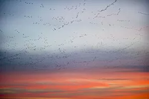 Large flock of Pink-footed geese (Anser brachyrynchus) flying from overnight roost at dawn
