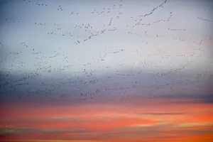 Anatidae Prints: Large flock of Pink-footed geese (Anser brachyrynchus) flying from overnight roost at dawn