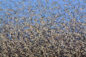 Large flock of waders in flight, Japsand, Schleswig-Holstein Wadden Sea National Park