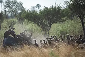 Opportunism Prints: Large flock of White-backed vultures (Gyps africanus) congregating on Elephant carcass