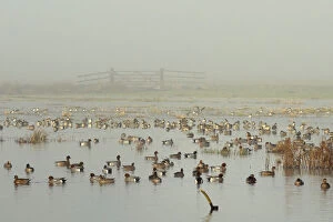 Images Dated 19th January 2011: Large flock of Wigeon (Anas penelope) swimming and standing on flooded marshland