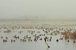 Plovers Prints: Large flock of Wigeon (Anas penelope) swimming and standing on flooded marshland