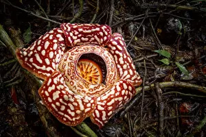 Images Dated 30th September 2021: Large flower of the parasitic plant Rafflesia pricei, growing in rainforest
