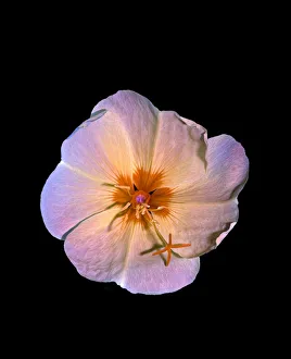 Onagraceae Prints: Large-flowered evening primrose (Oenothera glazioviana)