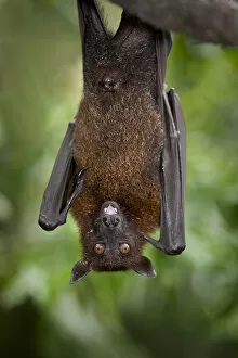 Images Dated 16th May 2009: Large / Greater flying fox (Pteropus vampyrus) or Kalang roosting