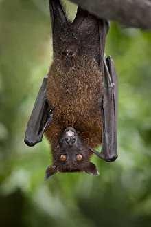 Upside Down Prints: Large / Greater flying fox (Pteropus vampyrus) or Kalang roosting