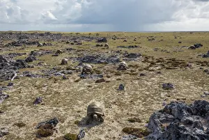 Reptile Prints: Large group of Aldabra giant tortoises (Aldabrachelys gigantea) looking for shelter from the midday sun
