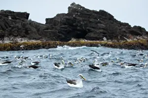 Diomedea Bulleri Prints: Large group of Buller's albatross (Thalassarche bulleri) on water