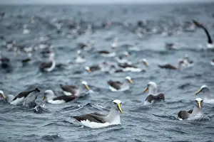 Diomedea Bulleri Prints: Large group of Buller's albatross (Thalassarche bulleri) on water
