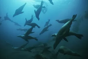 Large group of Californian sealions (Zalophus californianus) swimming underwater