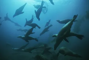 Sealions Prints: Large group of Californian sealions (Zalophus californianus) swimming underwater