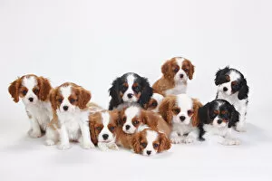 Large Group Gallery: Large group of Cavalier King Charles Spaniel, puppies, three of which have tricolour coat