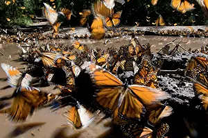 Fourfooted Butterfly Prints: Large group of Monarch butterflies (Danaus plexippus) drinking from a puddle