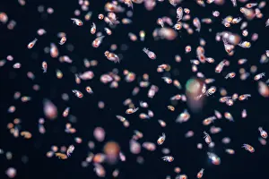 Crustracea Prints: Large group of Parasitic amphipods swarming at night attracted to the light