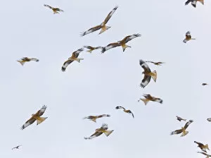 Large group of Red kites (Milvus milvus) in flight waiting to be fed at Gigrin Farm