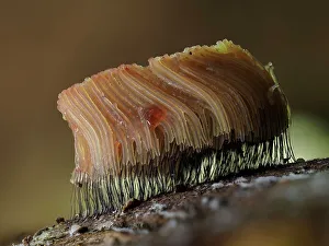 Growth Prints: Large group of Slime mould (Stemonitis flavogenita) sporangia changing to orange