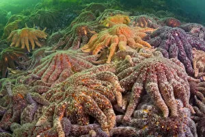Large group of Sunflower sea stars (Asterias / Pycnopodia helianthoides) covering rock