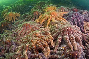 Groups Prints: Large group of Sunflower sea stars (Asterias / Pycnopodia helianthoides) covering rock