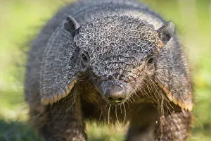 Hairy Prints: Large hairy armadillo (Chaetophractus villosus) portrait