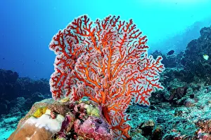 Anthozoa Prints: Large, healthy Gorgonian sea fan (Euplexaura sp)