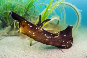 Alismatales Prints: A large herbivorous Seahare (Aplysia punctata) crawling around a Common eelgrass