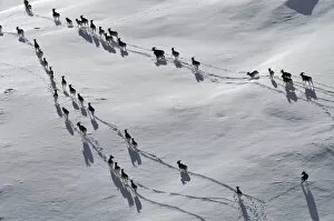 A large herd of Tien Shan Argali (Ovis ammon karelini) making tracks through snow