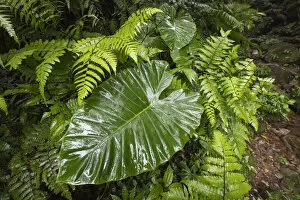 Lilianae Collection: Large leaf of Giant Elephants Ear (Alocasia odora), in rainforest, Yangminshan