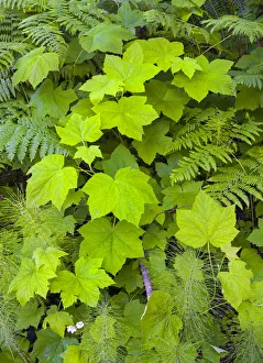 Oregon Prints: Large leaves on Pacific blackberry (Rubus ursinus) above bracken fern and horsetail