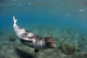 Seals Prints: Large male Mediterranean Monk seal (Monachus monachus) Deserta Grande, Desertas Islands