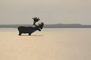 Large male Reindeer (Rangifer tarandus) standing in shallow waters of the Kronotsky lagoon