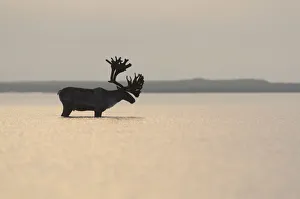 Reindeer Prints: Large male Reindeer (Rangifer tarandus) standing in shallow waters of the Kronotsky lagoon