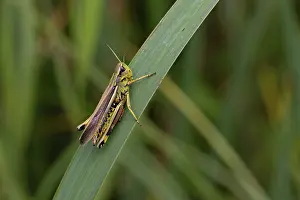 Orthoptera Prints: Large marsh grasshopper (Stethophyma grossum) resting on a leaf