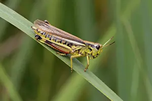 Orthoptera Prints: Large marsh grasshopper (Stethophyma grossum) resting on a leaf