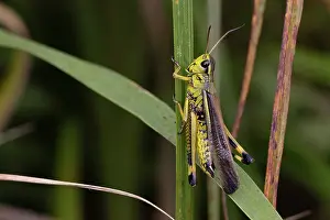 Orthoptera Prints: Large marsh grasshopper (Stethophyma grossum) resting on a stem