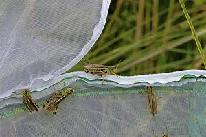 Orthoptera Prints: Large marsh grasshoppers (Stethophyma grossum) being released into the wild