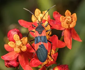 Paraneoptera Prints: Large milkweed bug (Oncopeltus fasciatus) on Tropical milkweed (Asclepias curassavica) flower