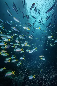 Acanthuridae Prints: A large, mixed aggregation of fish swimming through a reef cut