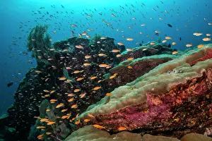 Serranidae Prints: A large number of Anthias (Anthias sp)