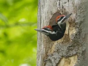 Two large Pileated woodpecker (Dryocopus pileatus) chicks near fledging age looking