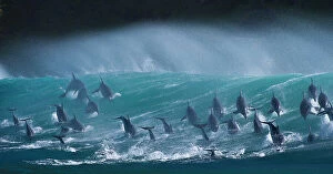 Large pod of Bottlenose dolphins (Tursiops truncatus) porpoising over waves during