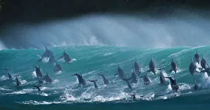 Large pod of Bottlenose dolphins (Tursiops truncatus) porpoising over waves during annual sardine run, Port St Johns, South Africa. Runner up in the Animals in their Environment Category of the Wildlife Photographer of the Year Awards (WPOY)