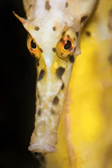 Threats Prints: Large / Pot Bellied Seahorse (Hippocampus abdominalis) face portrait. Blairgowrie Marina