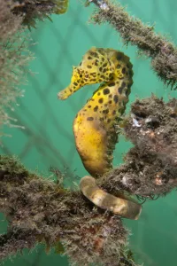 A Large / Pot Bellied Seahorse (Hippocampus abdominalis) perched in nets. Manly, Sydney