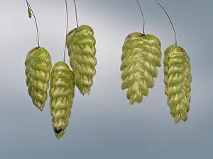 Umbria Prints: Large quaking grass (Briza maxima) spikelets