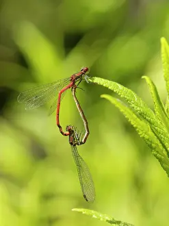 Zygoptera Prints: Large red damselflies (Pyrrhosoma nymphula) pair mating in the wheel position on a plant leaf by a garden pond