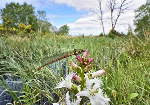 Images Dated 15th May 2016: Large red damselfly (Pyrrhosoma nymphula) Brackagh Moss NNR, Portadown, Co. Armagh