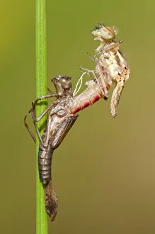 Moulting Prints: Large red damselfly {Pyrrhosoma nymphula} emerging from nymphal case, Cornwall, UK
