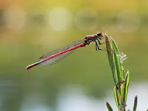 Zygoptera Prints: Large red damselfly (Pyrrhosoma nymphula) male