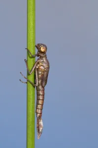 Moulting Prints: Large red damselfly {Pyrrhosoma nymphula} nymph about to hatch, Cornwall, UK. April