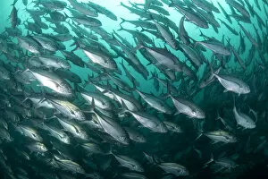 Images Dated 29th June 2022: Large school of Bigeye trevally (Caranx sexfasciatus) swimming midwater, Adang-Rawi Archipelago